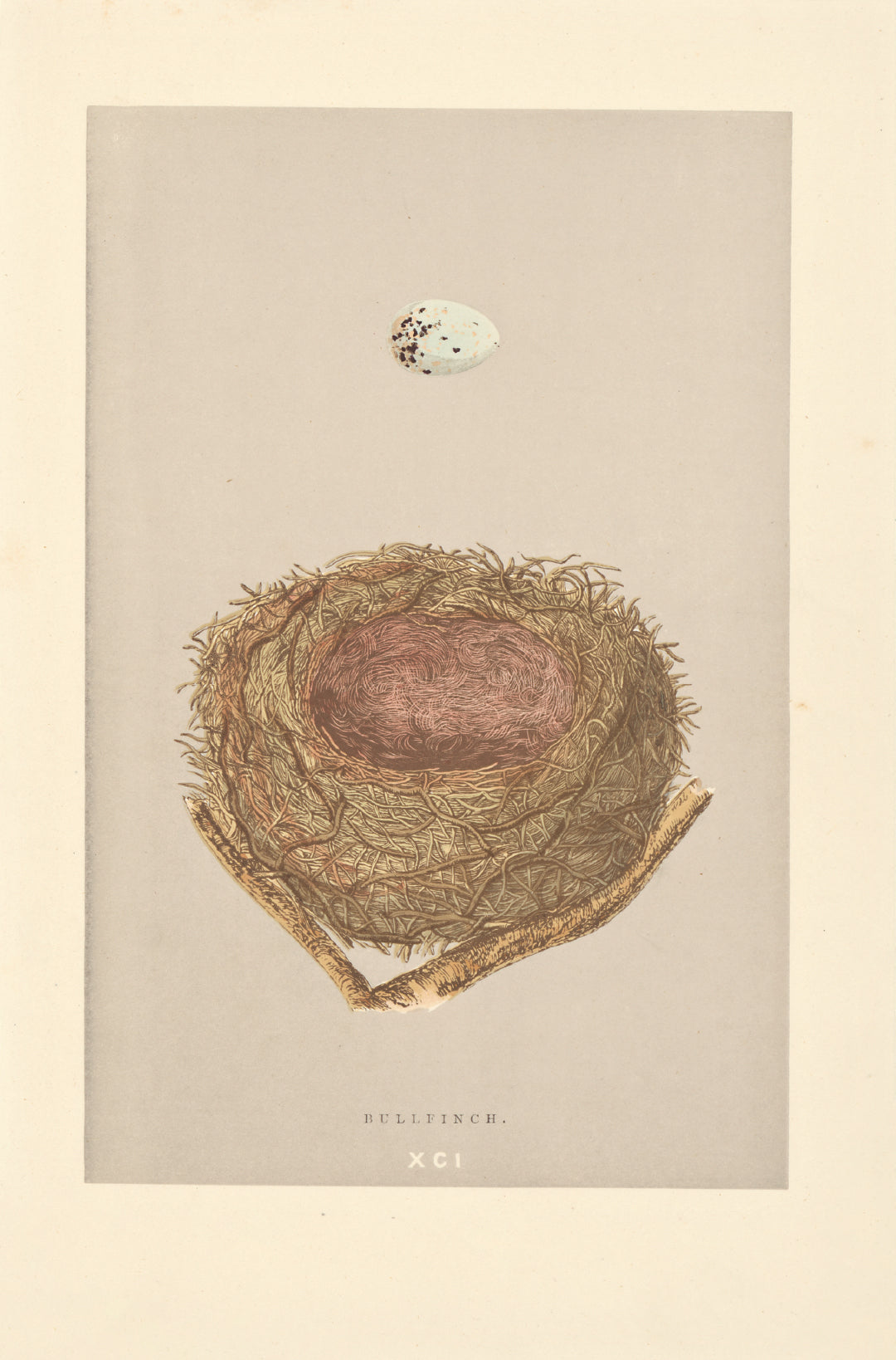 Bullfinch bird's nest vintage woodblock illustration