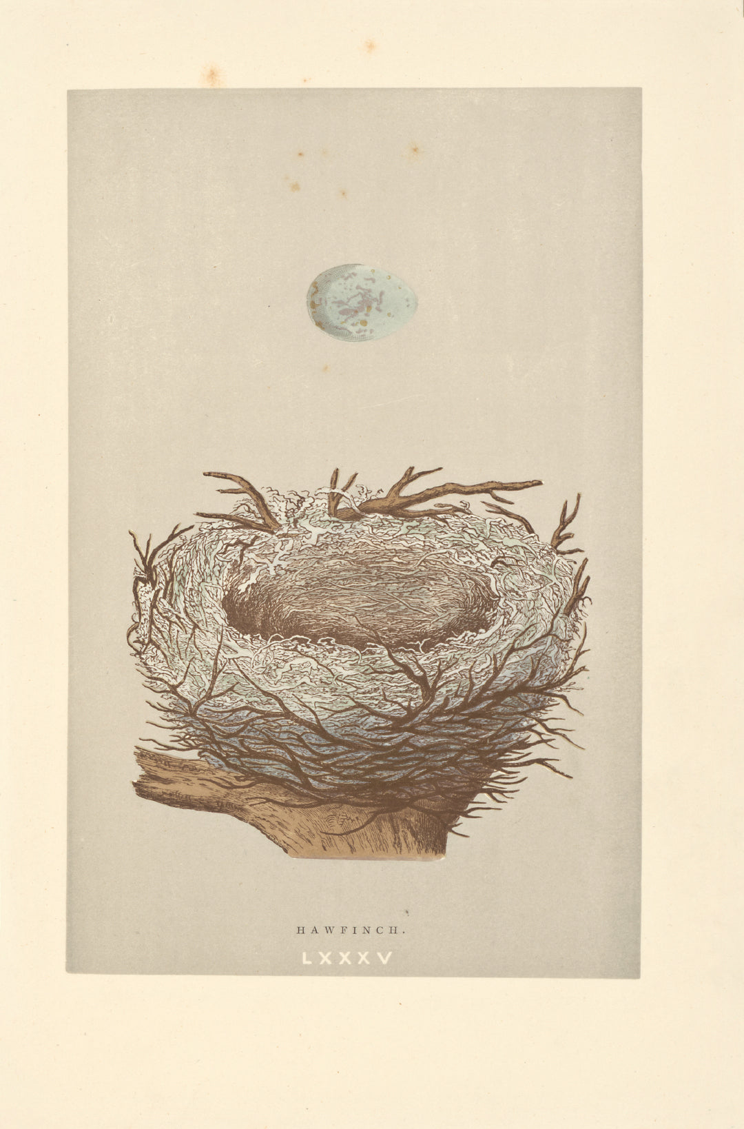 Hawfinch bird's nest vintage woodblock illustration