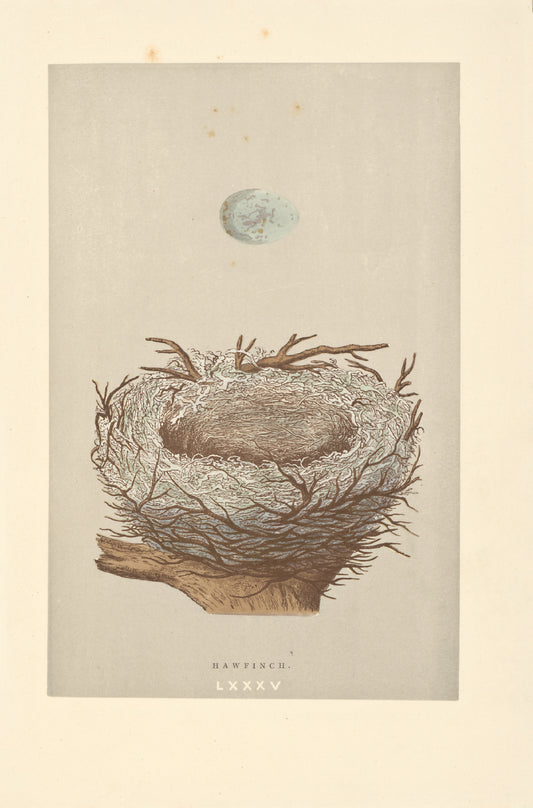 Hawfinch bird's nest vintage woodblock illustration