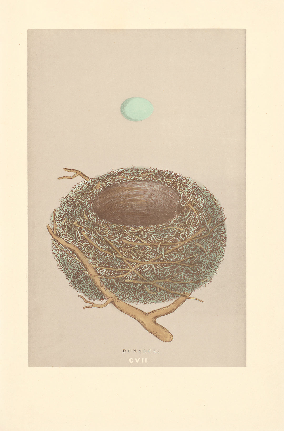 Dunnock nest vintage woodblock illustration