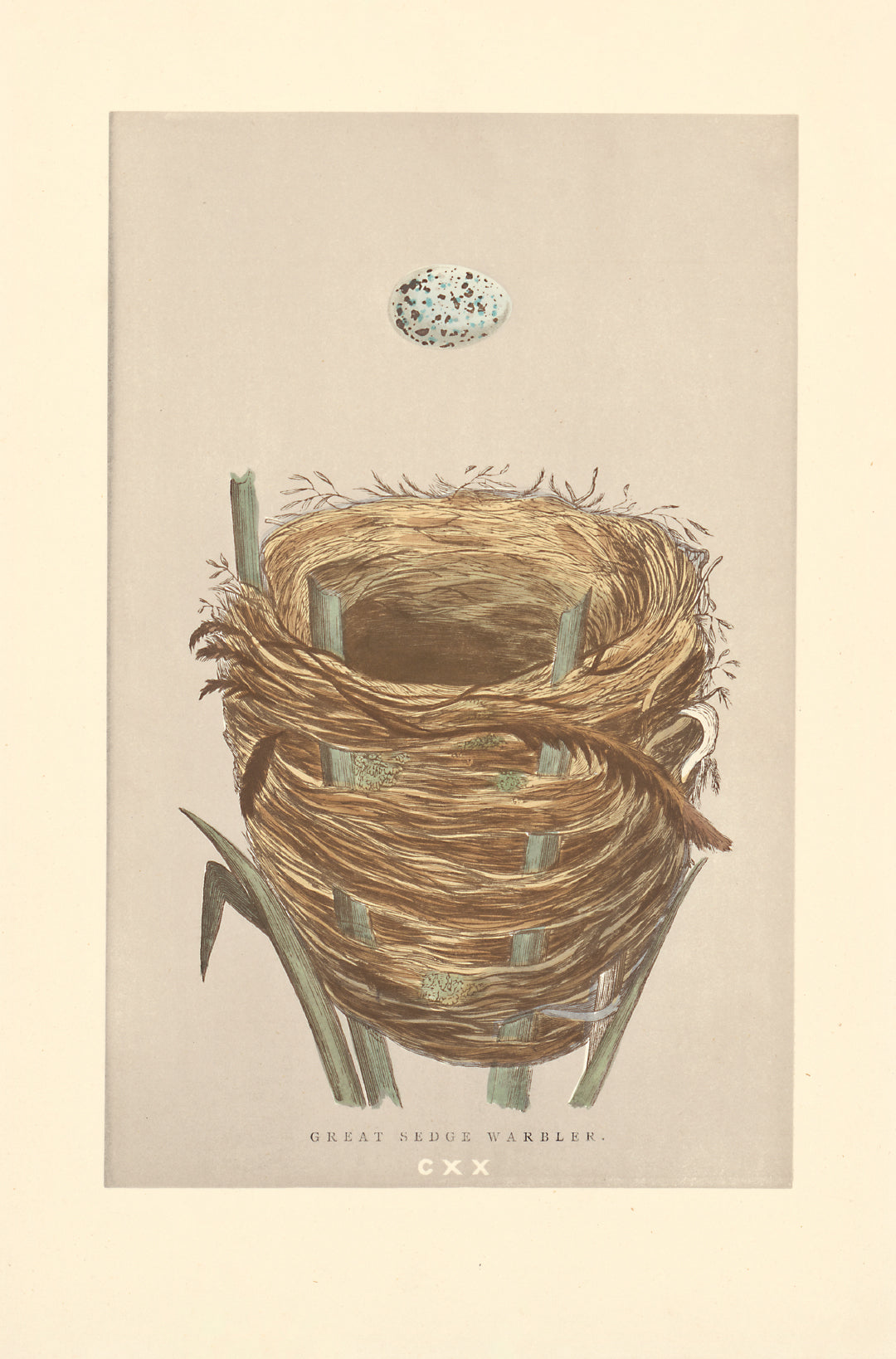 Great Sedge Warbler bird's nest vintage woodblock illustration