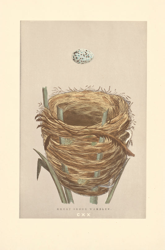Great Sedge Warbler bird's nest vintage woodblock illustration