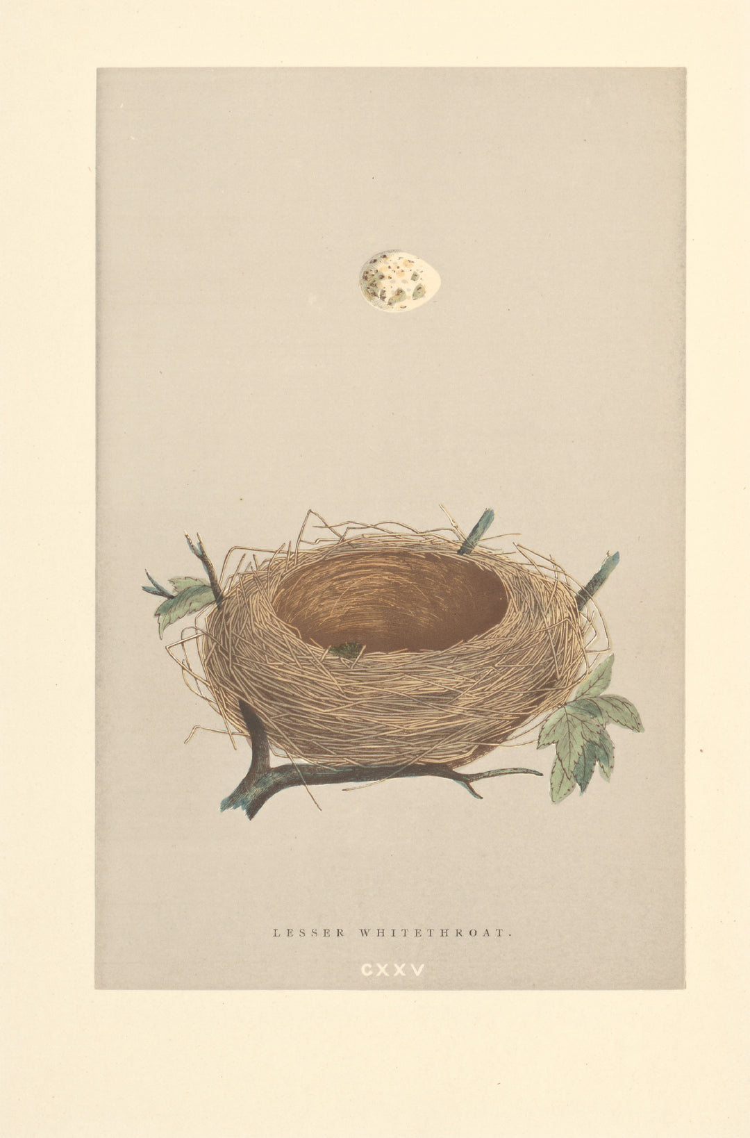 Lesser Whitethroat nest vintage woodblock illustration