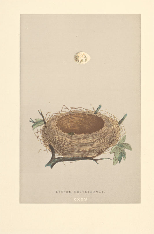 Lesser Whitethroat nest vintage woodblock illustration