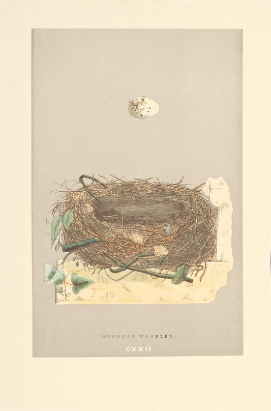 Orphean Warbler nest vintage woodblock illustration
