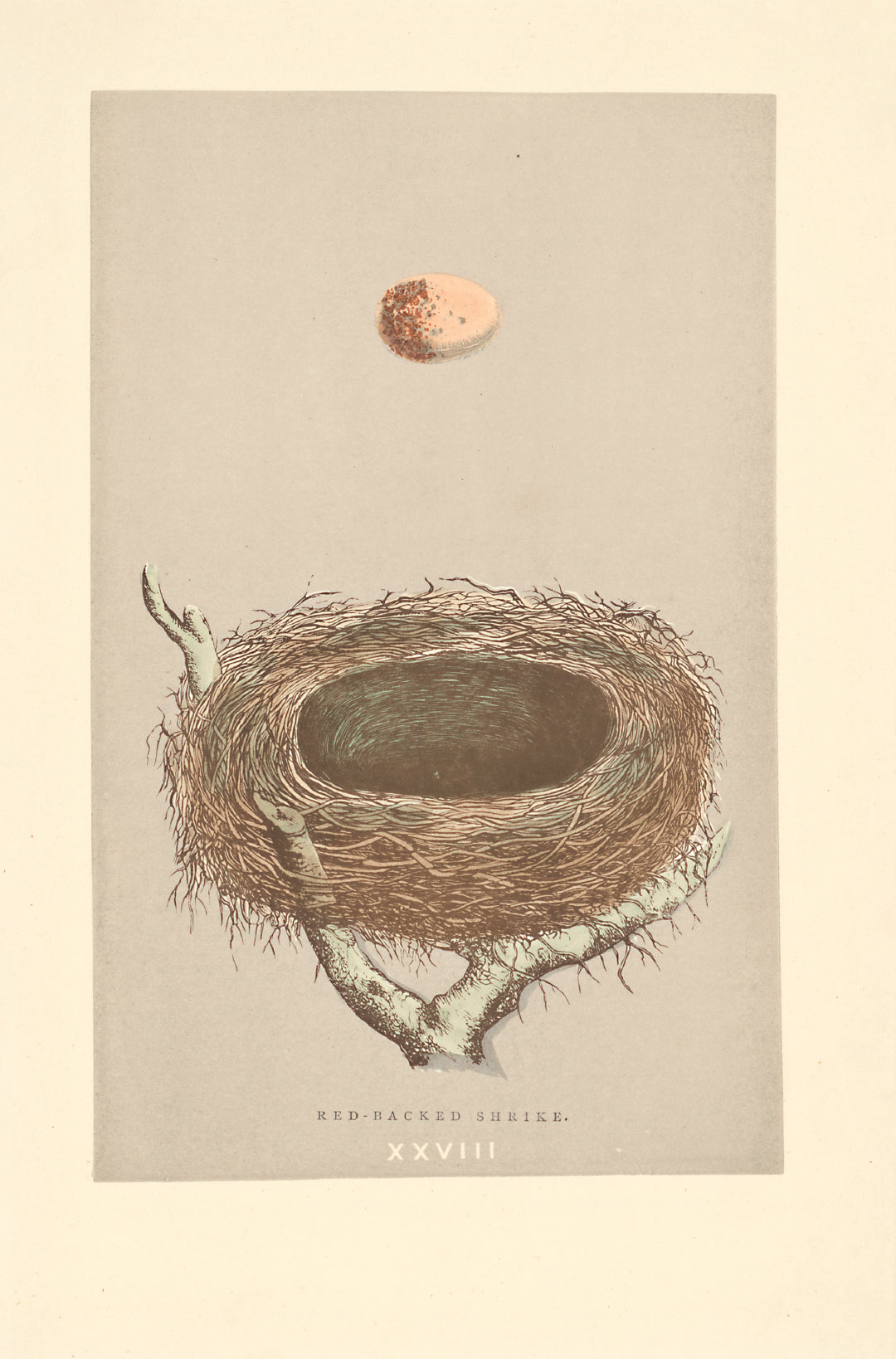 Red-Backed Shrike bird's nest vintage woodblock illustration