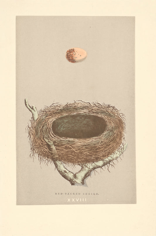 Red-Backed Shrike bird's nest vintage woodblock illustration