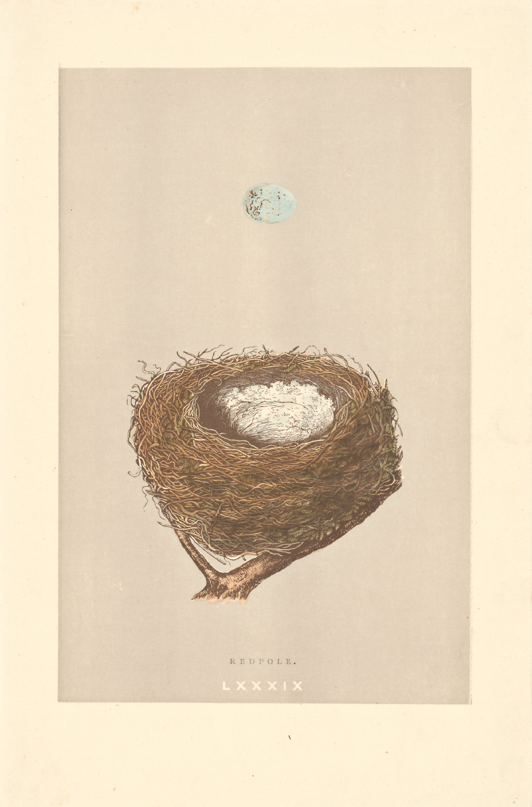 Redpole bird's nest vintage woodblock illustration