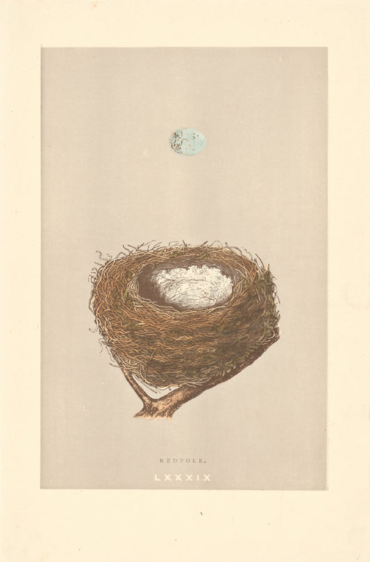 Redpole bird's nest vintage woodblock illustration
