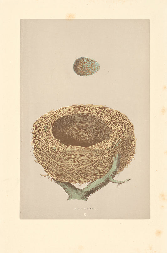 Redwing bird's nest vintage woodblock illustration