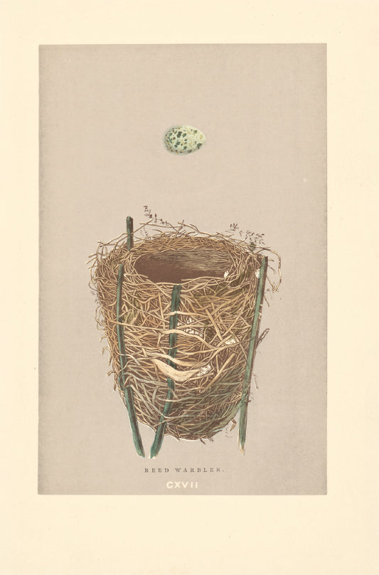 Reed Warbler bird's nest vintage woodblock illustration
