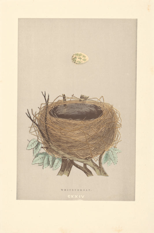 Whitethroat bird's nest vintage woodblock illustration