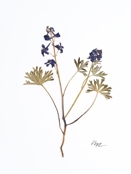 WILD LARKSPUR