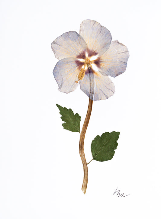 BLUE HIBISCUS