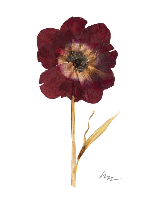 DARK RED ANEMONE