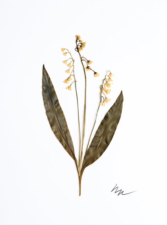 LILY OF THE VALLEY II