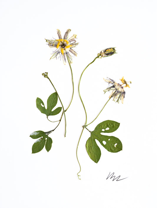 PASSION FLOWER & VINES II