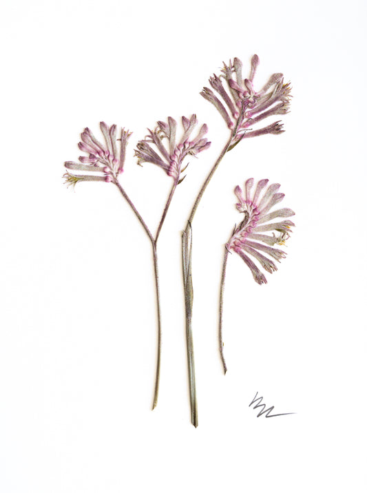 PINK/GRAY KANGAROO PAWS