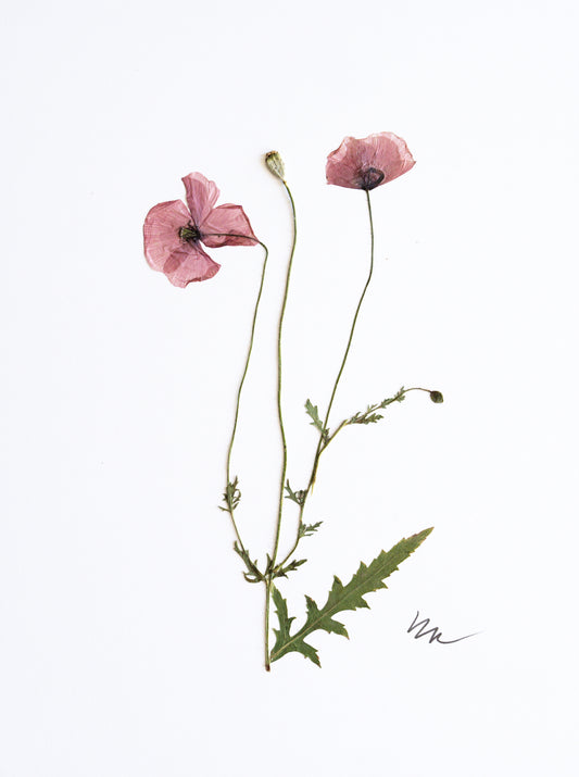 PINK CALIFORNIA POPPY I