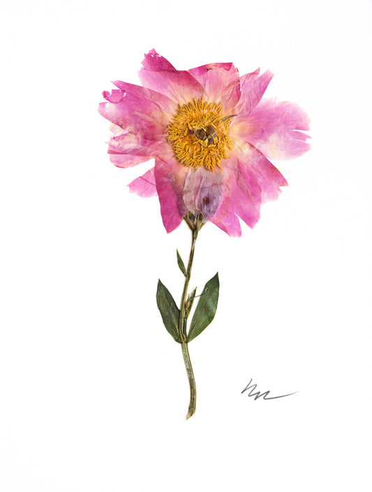 PINK PEONY