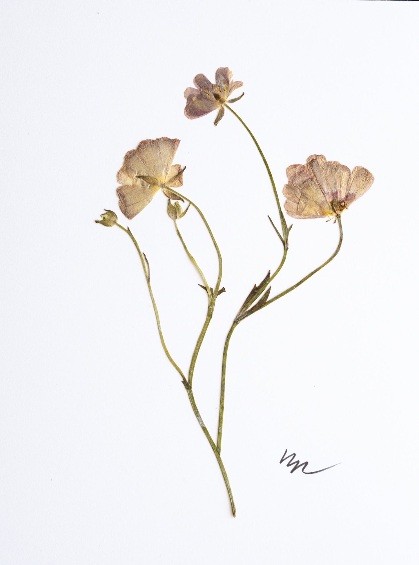 PORCELAINE RANUNCULUS I