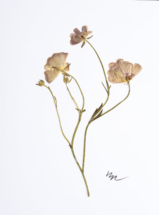 PORCELAINE RANUNCULUS I