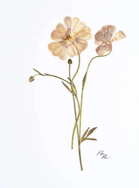 PORCELAINE RANUNCULUS II