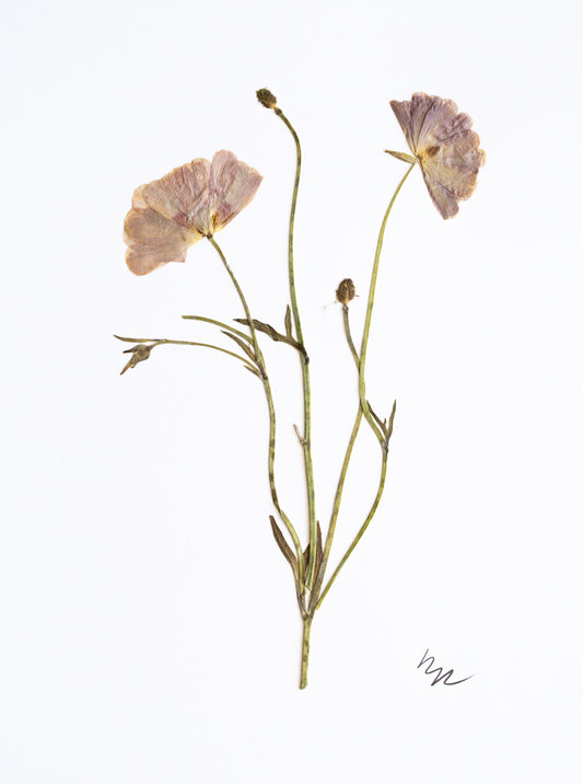 PORCELAINE RANUNCULUS III