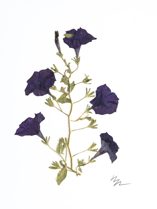 PURPLE PETUNIA STEMS
