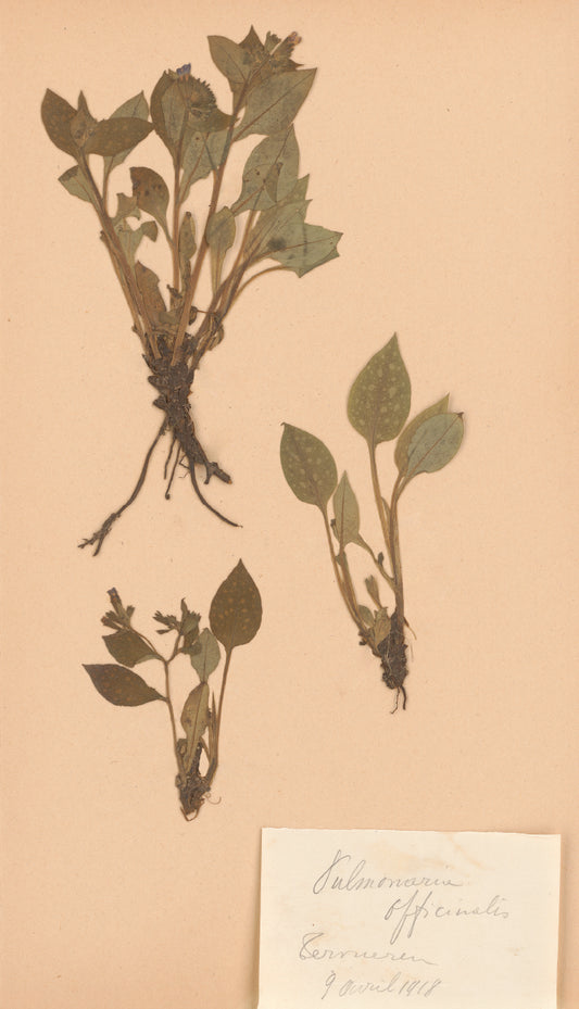 Pulmonaria Botanical Specimen Print