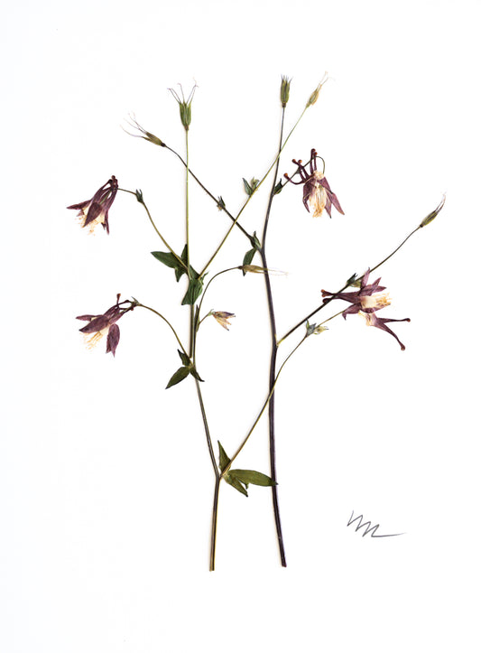 WILD COLUMBINE
