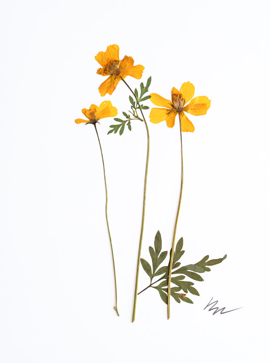 YELLOW COSMOS